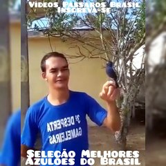 azulão solto cantando no dedo melhor azulão do ano