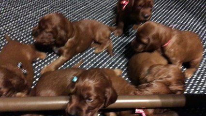 Apprentissage de l'équilibre, OUPS ça titube.....