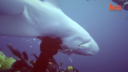 Ce requin vient demander de l'aide à un plongeur