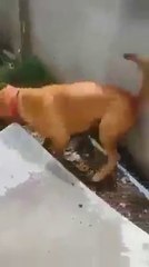Ce chien a la mauvaise idée de s'en prendre à un cobra
