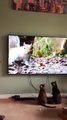 Ces chats sont hypnotisés par un film documentaire sur les écureuils...