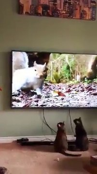 Ces chats sont hypnotisés par un film documentaire sur les écureuils...