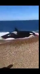 Download Video: Cette orque se jette sur la plage pour dévorer une otarie