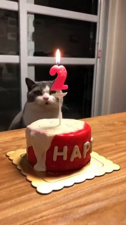 Un chat qui souffle sa bougie d'anniversaire. Enfin presque