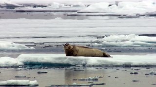 Hungry Polar Bear Ambushes Seal | The Hunt | BBC Earth