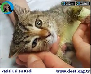 Patisi Kangren Olan Kedi - Dost Derneği