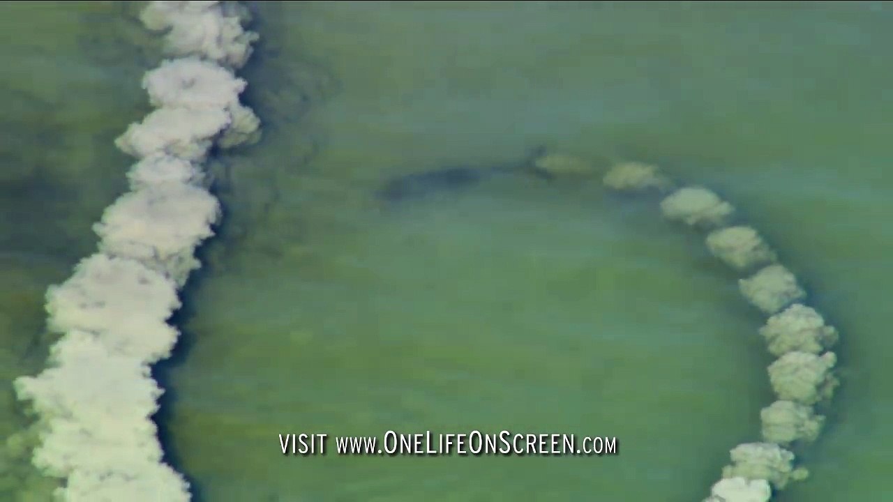 Dolphins trick fish with mud "nets" | One Life | BBC