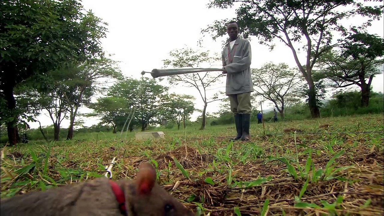 Rats Save Humans From Landmines | Extraordinary Animals | Series 2 | Earth