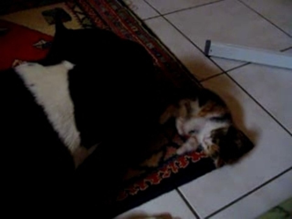 Taz mon amstaff, chien dangeureux?