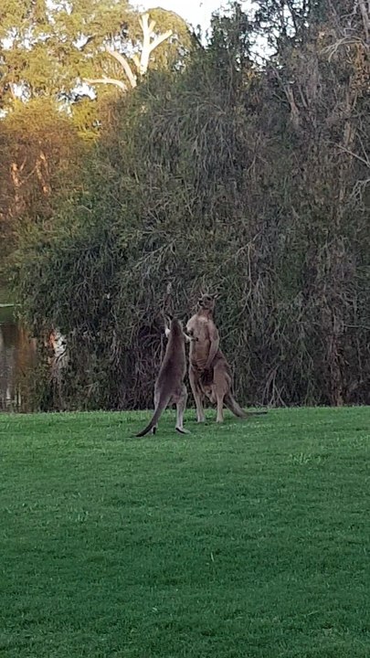 Kangaroos Playing