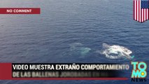 Avión no tripulado captura increíbles imágenes de una ballena jorobada en Hawái