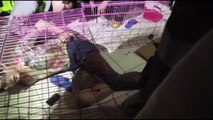 Taiwán. Hombre se encierra en jaula para perros