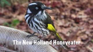 The New Holland Honeyeater