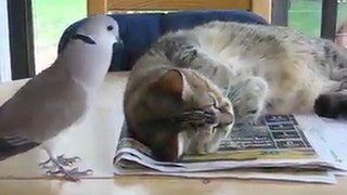 Funny pigeons and cute cat