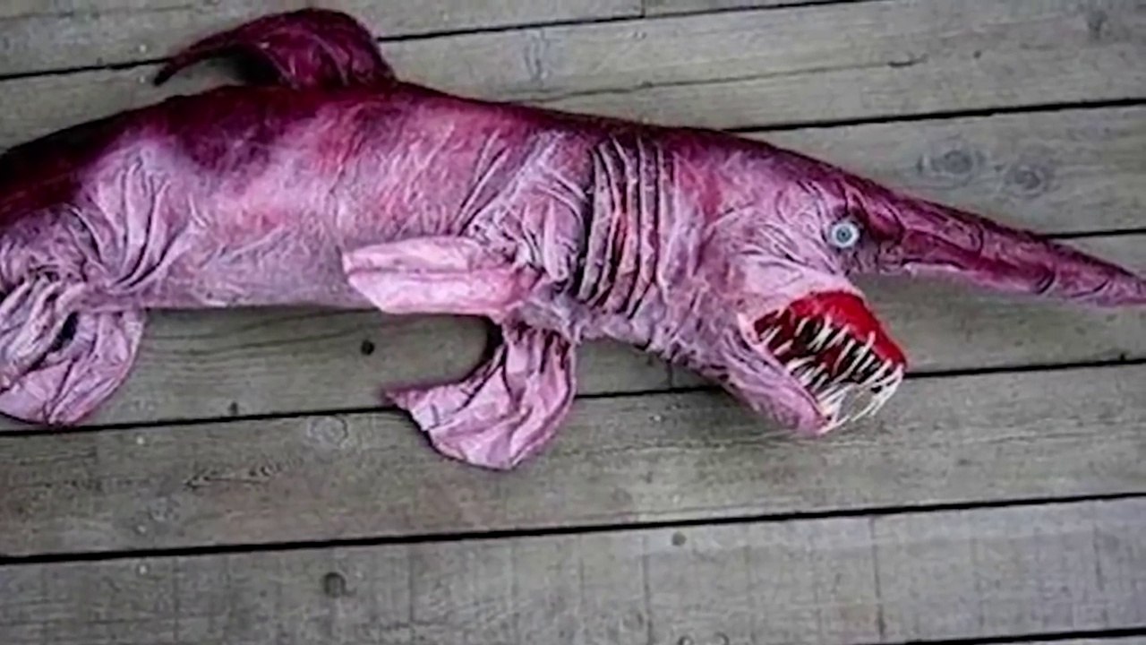 Los ANIMALES mas EXTRANOS que existen en la vida REAL