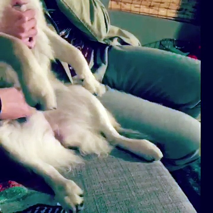 Puppy dances Irish jig