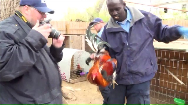 More Than 100 Birds, Other Animals Rescued from Alleged Cockfighting Ring in Missouri