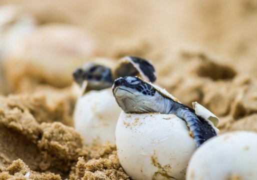 Green Turtles Hatch on New South Wales' North Coast