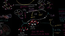 Fosforilación oxidativa y la cadena de transporte de electrones | Khan Academy en Español