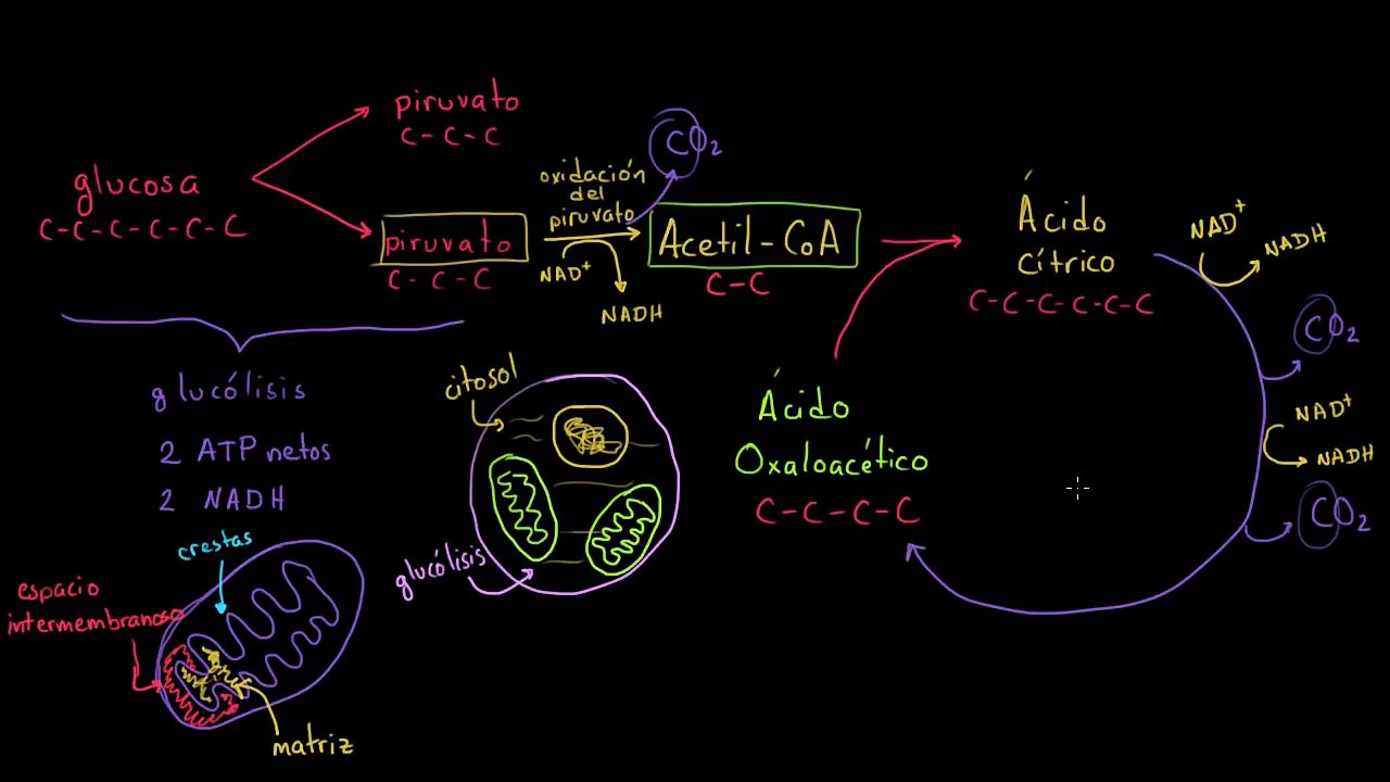Ciclo de Krebs o del ácido cítrico | Respiración celular | Biología | Khan Academy en Español