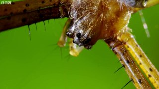 Spider With Three Super Powers The Hunt BBC Earth