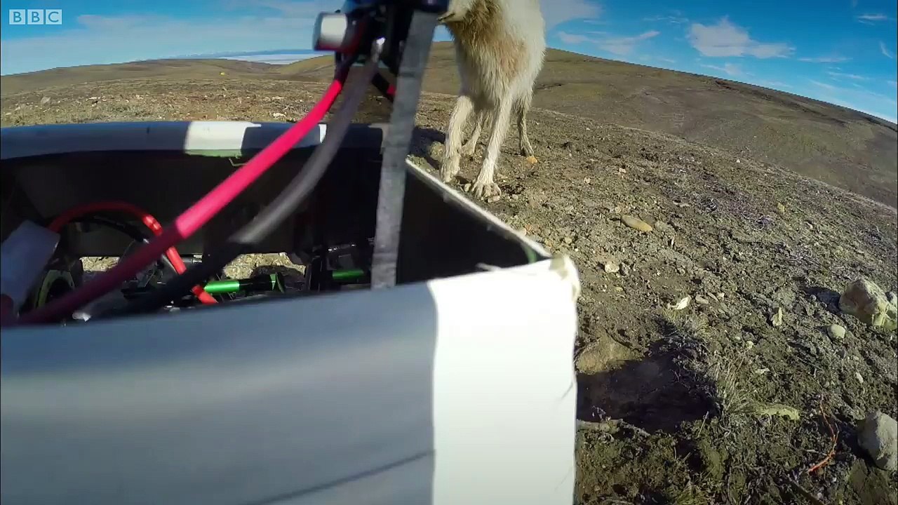 Young Wolves Filmed Using Remote Camera! Snow Wolf Family And Me  BBC