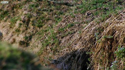 Impala Miraculously Escapes Jaws Of Leopard The Hunt BBC Earth