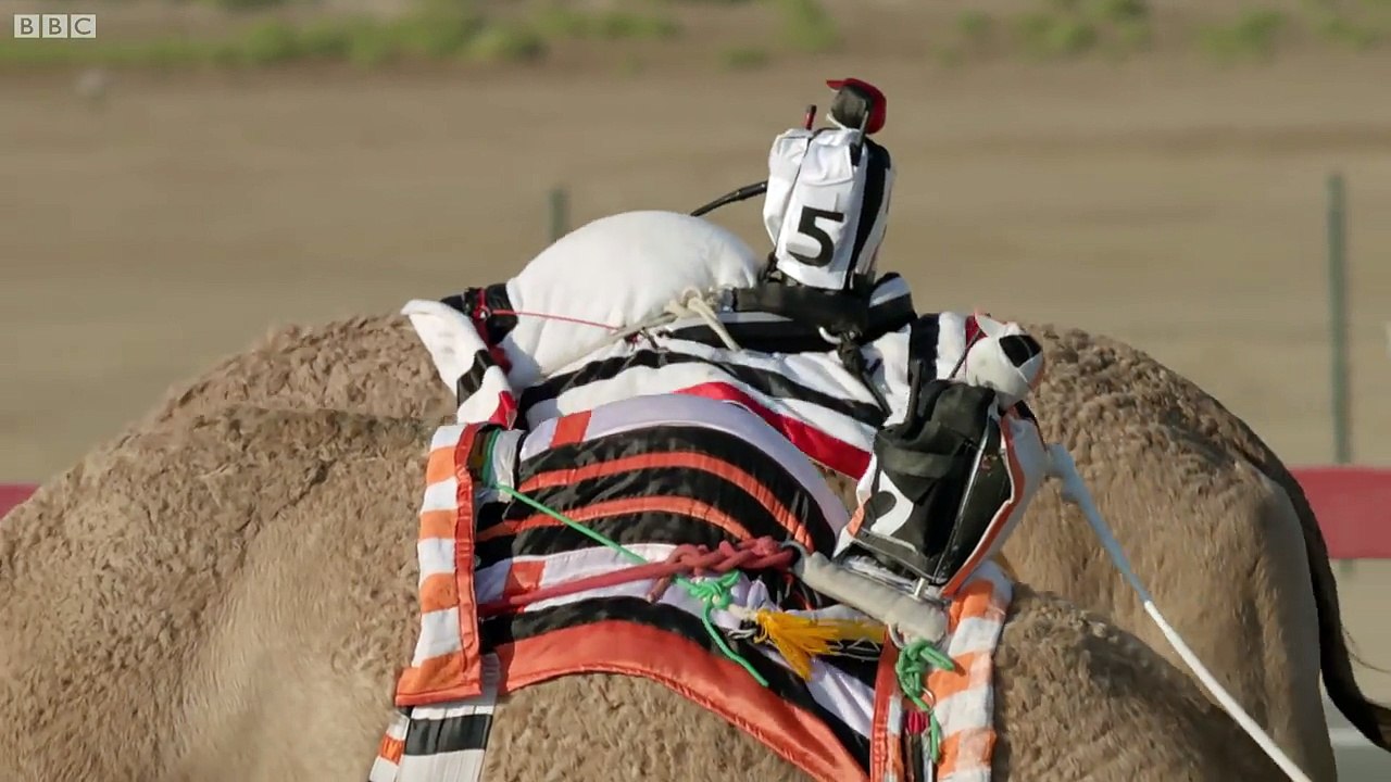 One Million Dollar Camel Race Wild Arabia BBC