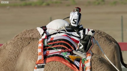 One Million Dollar Camel Race Wild Arabia BBC