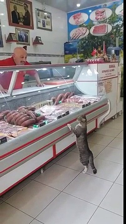 Ce chat veut manger toute la viande du Boucher !! Debout devant l'étalage !