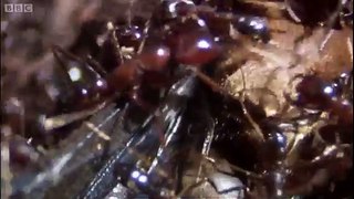 Summons of the Queen ant Ant Attack BBC