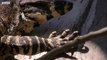 Possum fights Monitor Lizard to protect babies BBC Earth