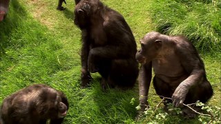 How to Speak Chimpanzee  Extraordinary Animals Series 2  Earth