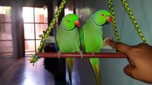 Cute Indian NeckRing Parrot Talking