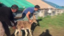 Köpeklerin saldırısına uğrayan dağ keçisini köylüler kurtardı