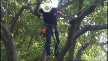Cowtown Tree & Land Co. - (817) 812-7366
