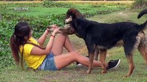 Funny dog and girl playing at home | Amazing girl playing with groups of baby cute dog par