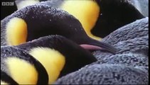 Emperor penguins The Greatest Wildlife Show on Earth BBC