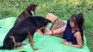 Lovely amazing girl playing with groups of baby cute dog - funny cute dog part 08