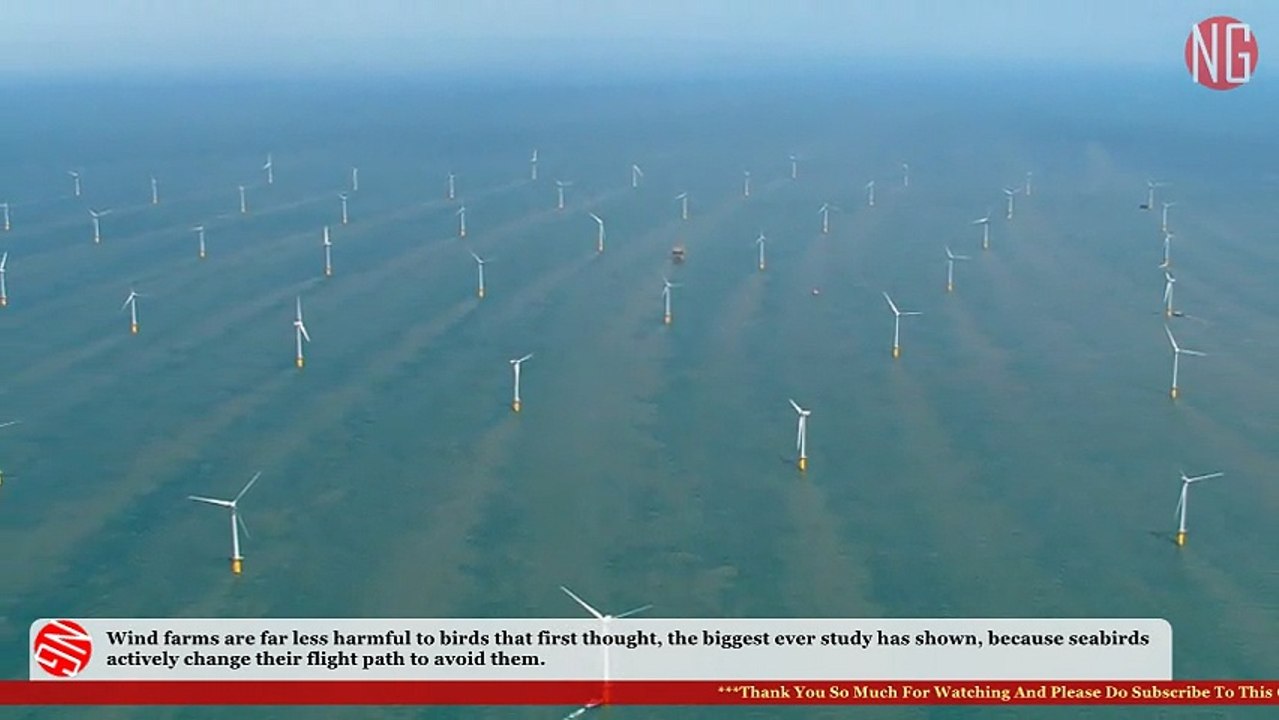 Seabirds Learn To Avoid Wind Farms Turbines - Study Shows