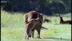 Kangaroo Boxing  Attenborough Life of Mammals  BBC