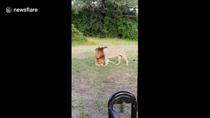 This is what lion love looks like