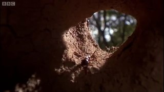 Defending the ant nest from intruders Ant Attack BBC