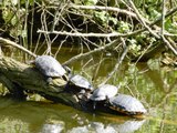 Les tortues de Floride sortent de leur carapace