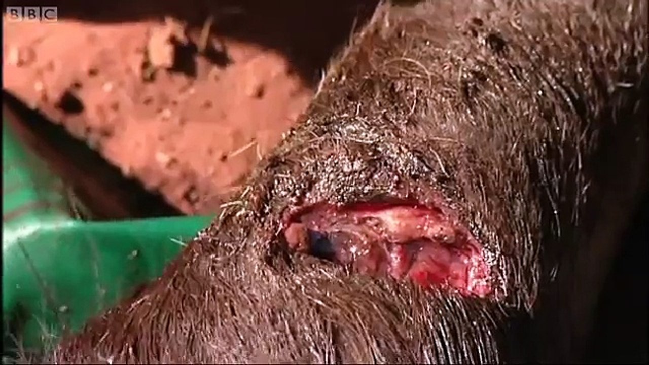 Disgusting! Maggots Eat Wildebeest Alive Vet Safari  BBC