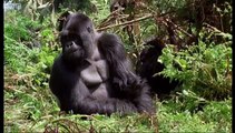 Family of Mountain Gorillas Cousins  BBC