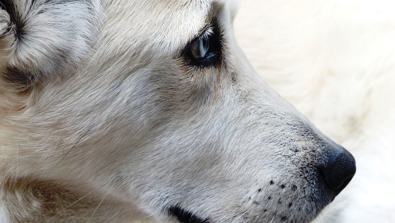 Veterinarios ALERTAN de presencia de carne para perros emponzoñada con alfileres en Gijón