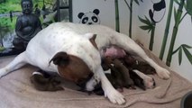 1ère vidéo Présentation des chiots staffordshire bull terrier de la 32ème portée de STAFFORDLAND