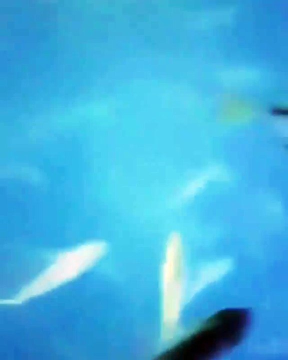 Experience Our Night Time Transparent Kayaking | Moreton Island Activities Australia