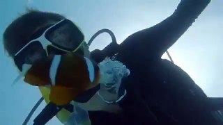 You found Nemo! Amazing | Great Barrier Reef Packages | Great Barrier Reef Tours